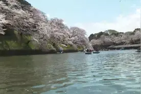 泛舟湖面 感受千鸟渊樱花之美视频封面
