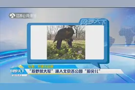 “挖野菜大军”涌入北京各公园“掐尖儿”！专家：不建议食用视频封面