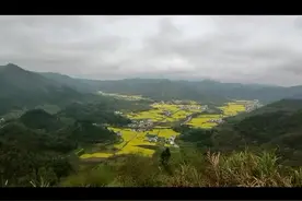 3000亩油菜花海在等你 皖南柯村迎来黄金花期视频封面
