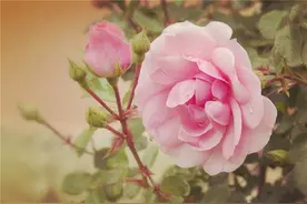 现实走心的感悟句子，生活不易，苦涩的滋味只有自己知道图片