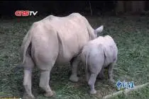 中国首例南方白犀牛“子二代”亮相广州视频封面