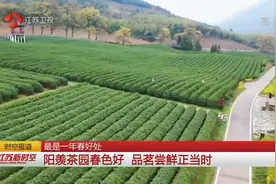 春色满园关不住，春茶品质更好，旅游业与茶农发展齐头并进视频封面