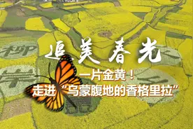 追美春光 | 一片金黄！走进“乌蒙腹地的香格里拉”视频封面