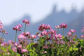 张家界草籽花开踏春来视频封面