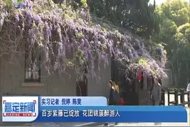 一串一簇“紫嘟嘟”！百岁紫藤已绽放，肆意垂屋檐梦幻美景醉游人视频封面