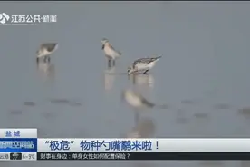“极危”物种勺嘴鹬来盐城啦!全球数量不超过200对,分布区域狭窄视频封面