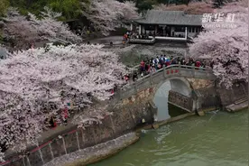 追美春光丨樱花盛开游人“醉”视频封面