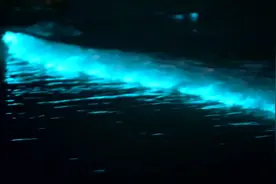 邂逅美丽的“蓝眼泪”视频封面