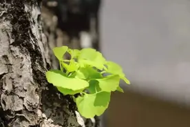 樱花虽谢，还有一片粉色花海为你留住春天图片