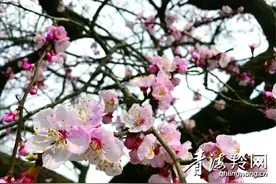 高原春光无限好图片