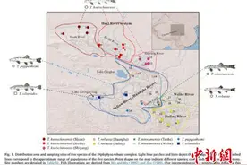 青藏高原地质活动系高原鳅属群体基因交流主要原因图片