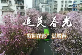 追美春光丨“紫荆花都”满城春视频封面