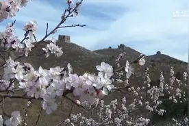 春到城子峪长城：杏花白时杜鹃红视频封面