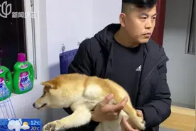 狗狗在床边排泄，研究生竟用开水淋浇，柴犬被烫的连声哀嚎！视频封面