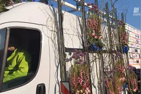150万支花卉组成！来了解荷兰的花车巡游视频封面
