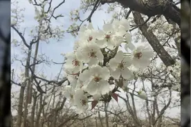 Magic | 甘肃什川：世界第一古梨园梨花怒放视频封面