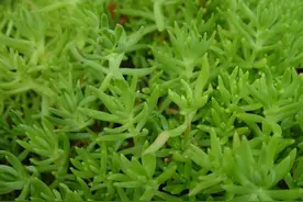 绿植魅力无限，领养与你有约！图片