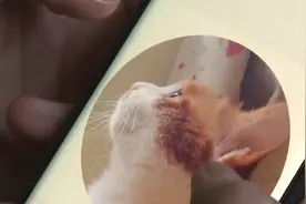 花费上万救下的流浪猫坠楼送医后死亡 主人：24小时医院竟无人看护图片