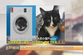 澳洲六个月小猫被洗衣机误洗半小时 奇迹幸存视频封面