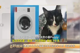 澳洲六个月小猫被洗衣机误洗半小时 奇迹幸存视频封面