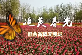 追美春光丨郁金香飘天鹅城视频封面