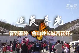 追美春光丨春到塞外 金山岭长城杏花开视频封面