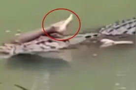 鳄鱼叼着人腿在河里游动？路人拍下惊险瞬间，清晰脚趾从嘴里露出视频封面