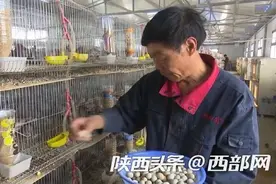 渭南市华州区：“迷你”芦丁鸡 铺出致富路图片