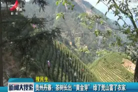 贵州丹寨：茶树长出“黄金芽” 绿了荒山富了农家视频封面