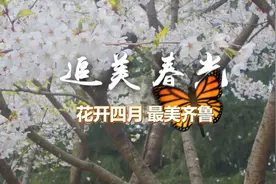 追美春光 | 花开四月 最美齐鲁视频封面