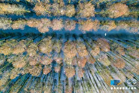 航拍新洲涨渡湖湿地 鹭鸟林间营筑“爱巢”视频封面