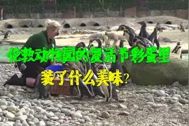 伦敦动物园的复活节彩蛋里装了什么美味？视频封面