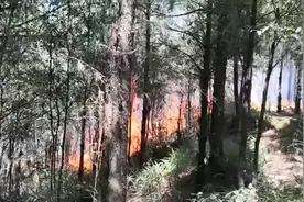 云南昆明龙池山火场明火全线扑灭 起火原因还在调查中视频封面