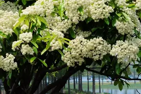 石楠树上花纷纷，路上行人欲断魂图片