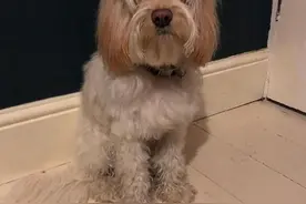 宠狗狂魔！英国情侣为爱犬打造奢华生活图片