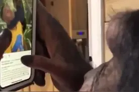 黑猩猩手机浏览视频照片 拍摄者笑称人类末日图片