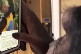 黑猩猩手机浏览视频照片 拍摄者笑称人类末日图片