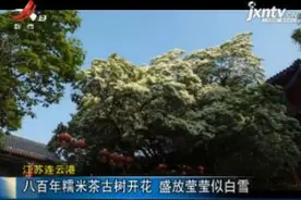 江苏连云港：八百年糯米茶古树开花 盛放莹莹似白雪视频封面