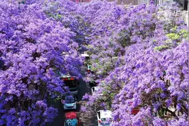 蓝花楹盛开 昆明街道成“网红路”视频封面
