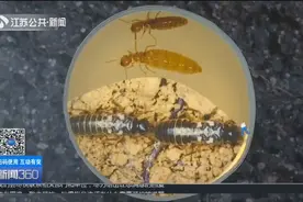 密密麻麻太恶心！一大波白蚁正在“进化”，专家教你正确防治视频封面