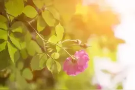 五一小长假，你们想要的晴天来了！图片