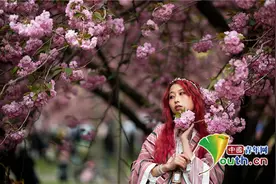 纽约植物园举办“樱花节” Cosplay爱好者变装上阵图片