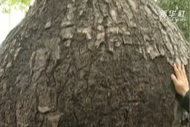 “吸水达人”植物界的骆驼——猴面包树视频封面