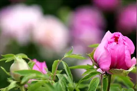 追美春光｜牡丹花开等你来视频封面