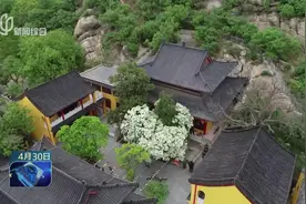 馨香四溢美不胜收！800多岁糯米茶古树开花，盛放莹莹似白雪视频封面