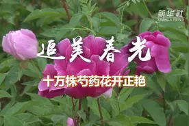 追美春光丨十万株芍药花开正艳视频封面