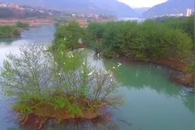 守护绿水青山 湿地公园成白鹭乐园视频封面