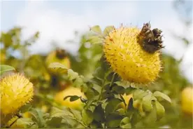 茶村刺梨香图片