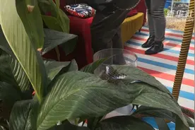 流连忘返！罗马的蝴蝶之家视频封面