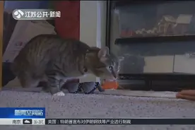 美威斯康星州一只猫失去了后腿，截肢后获义肢，恢复正常“猫生”视频封面